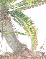 Eastern Cape Giant Cycad